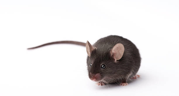 Lab Mouse stock photo