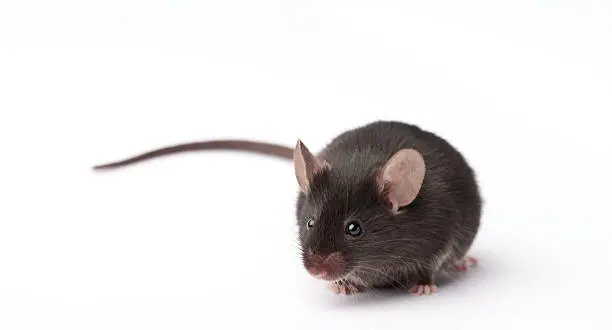Photo of Lab Mouse