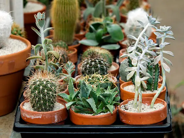 A variety of potted cactus plants