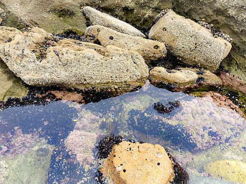 The tide pools show a variety of life that lives in the pacific waters. Crustaceans, hermit crabs, shellfish, and a variety of other species made for a great day of exploration.