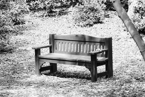 Empty park bench creates an inviting scene.