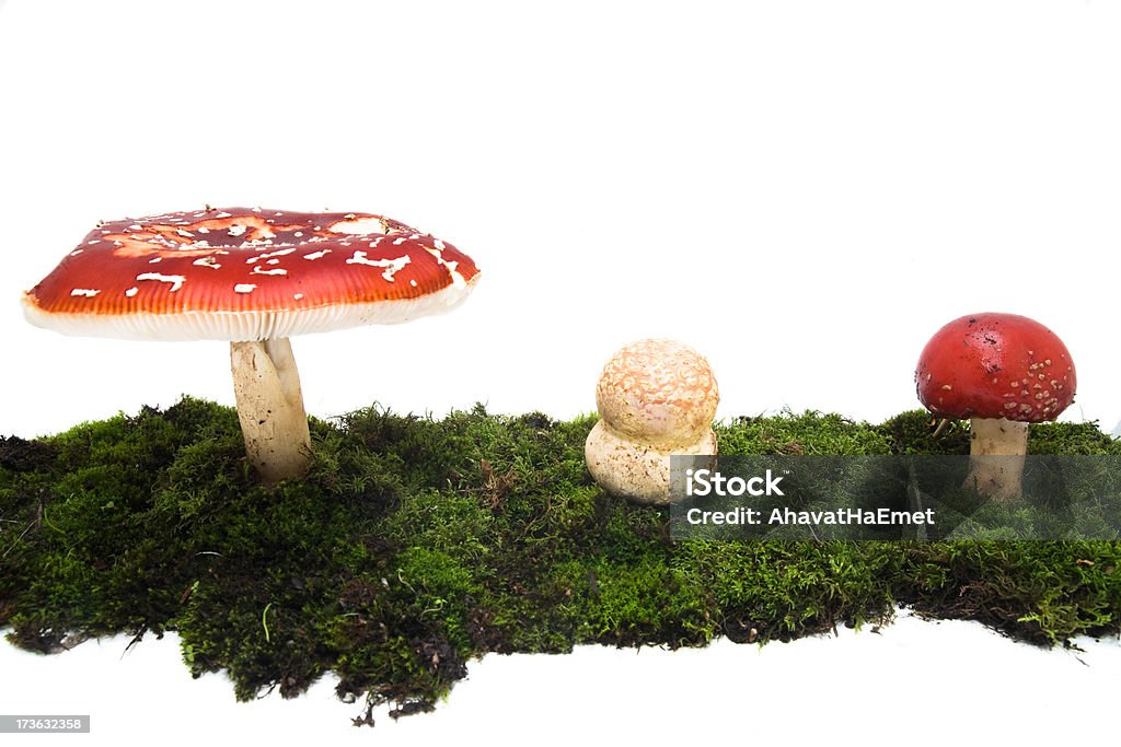 Amanita muscaria - Foto de stock de Agárico - Amanita royalty-free