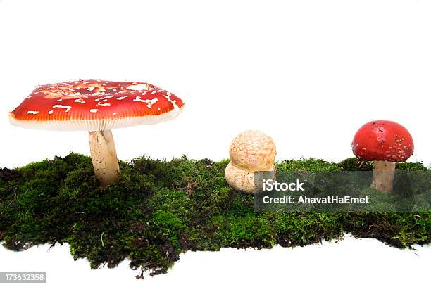 Foto de Amanita Muscaria e mais fotos de stock de Agárico - Amanita - Agárico - Amanita, Cogumelo - Fungo, Cogumelo venenoso