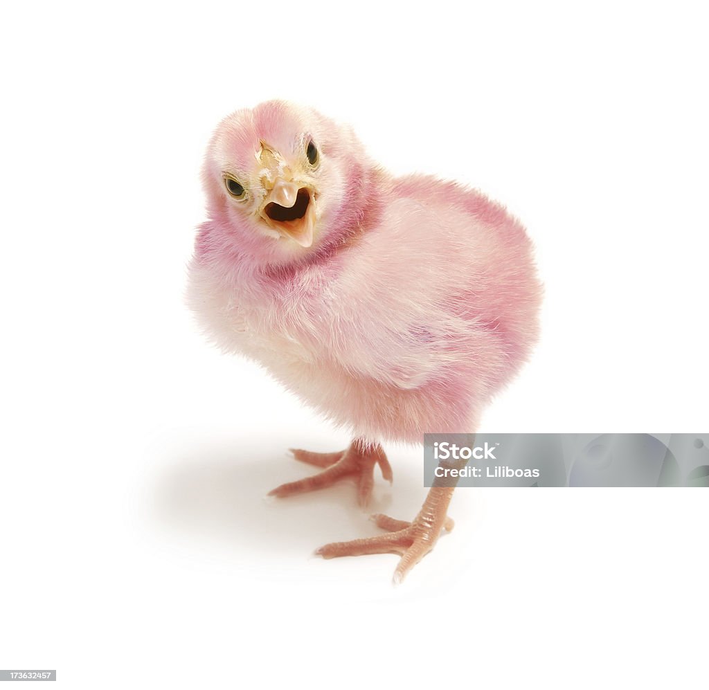 Ostern Küken - Lizenzfrei Festliches Ereignis Stock-Foto