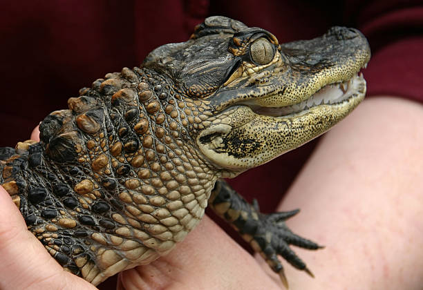 istock Little alligator sitting on human hand 173632505
