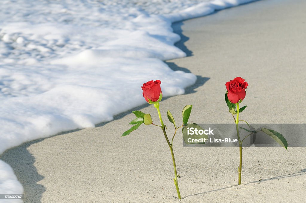 Rose nella sabbia su San Valentino Day.Copy spazio - Foto stock royalty-free di Acqua