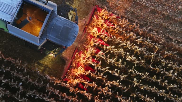 AERIAL Drone shot of Combine Harvester Harvesting Corn Crops on Field at Dusk