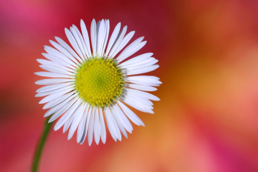 Common daisy Bellis growing and photographed in a garden Close up with petal details