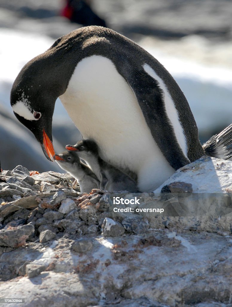 Penguin chicks A nesting Gentoo Penguin with her chicks - Port Lockroy in Antarctica Care Stock Photo