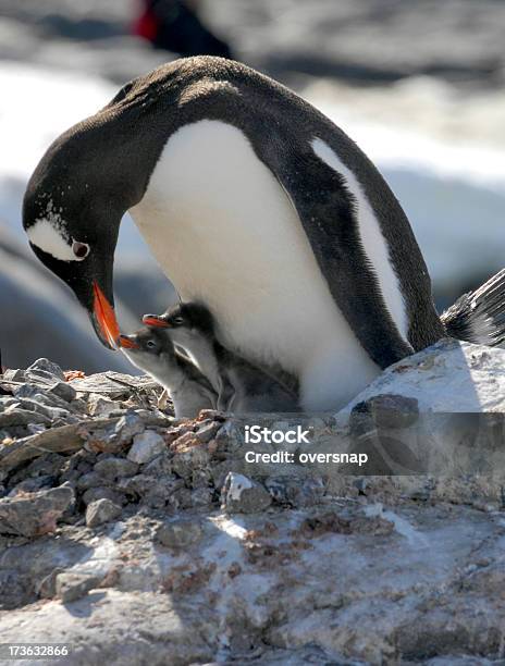 Penguin Chicks Stock Photo - Download Image Now - Care, Penguin, Animal