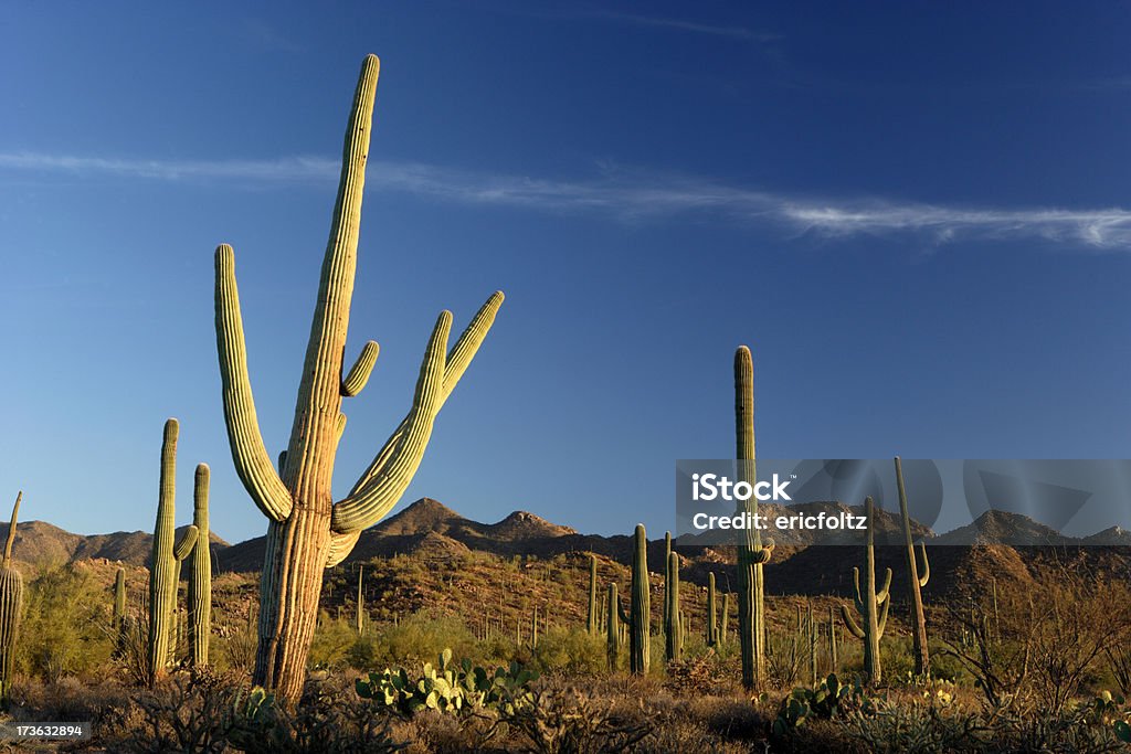 Cactus au coucher du soleil - Photo de Arizona libre de droits