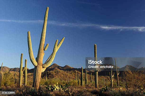 Saguaros Ao Pôr Do Sol - Fotografias de stock e mais imagens de Ao Ar Livre - Ao Ar Livre, Arizona, Cato