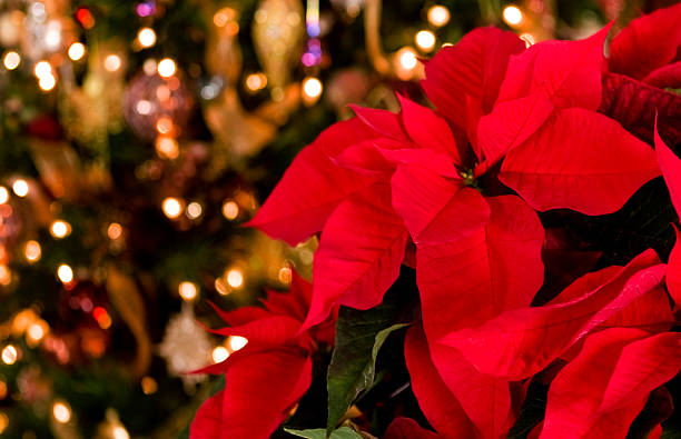 istock Poinsettia & Christmas Lights Background 173633110