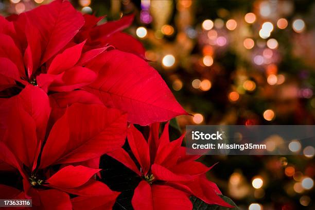 Poinsettia Christmas Lights Background Stock Photo - Download Image Now - Poinsettia, Christmas, Flower