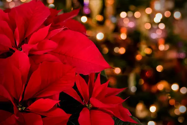 Poinsettias against defocused Christmas lights & decor. Focus on extreme foreground.