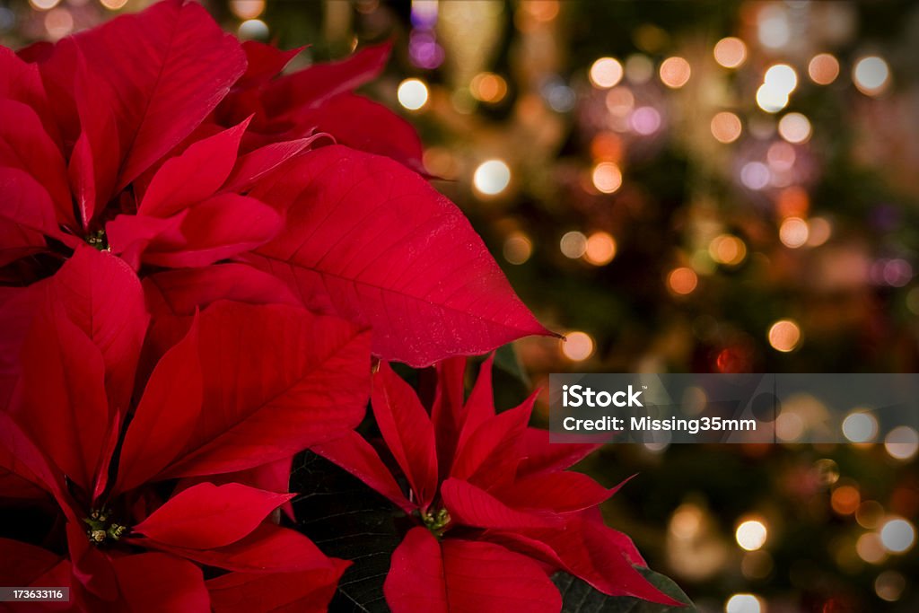 Poinsettia & fundo de luzes de Natal - Foto de stock de Bico-de-Papagaio royalty-free
