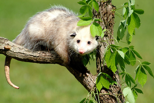 Your typical north american possum