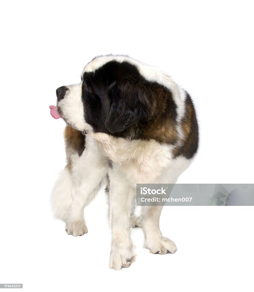 Animales: Aislado perro de St. Bernard - Foto de stock de Aire libre libre de derechos