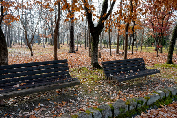 istock Park bench in early winter with dead leaves on it 1736333086
