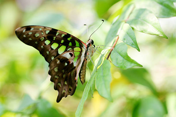istock Beauty Wing of Butterfly 173633309