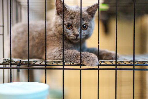 A sad and lonely grey, smoky-furred kitten in the cage of a shelter.