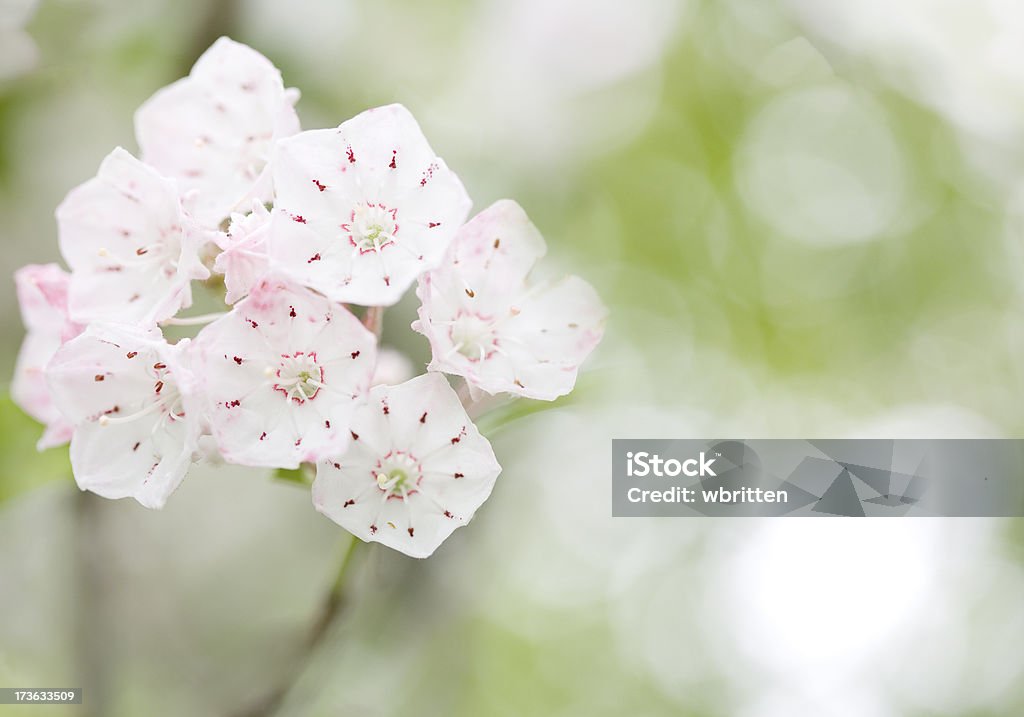 Montagne Laurel produits pour le bain bloom - Photo de Arbre en fleurs libre de droits