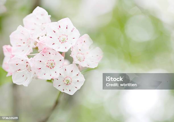 Photo libre de droit de Montagne Laurel Produits Pour Le Bain Bloom banque d'images et plus d'images libres de droit de Arbre en fleurs - Arbre en fleurs, Blanc, Capitule