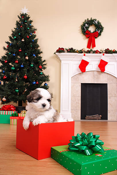 istock Puppy for Christmas 173633575