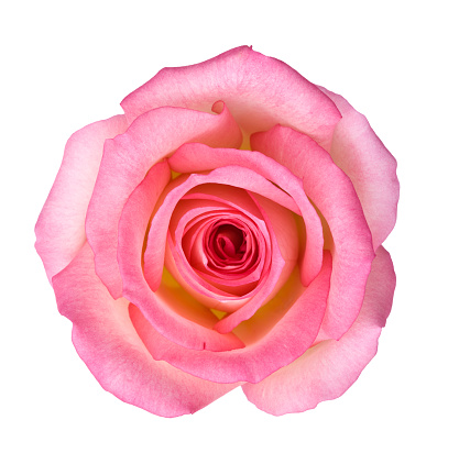 Saint Valentine's Day concept. Top view photo of pink peony roses on isolated pastel pink background with copyspace