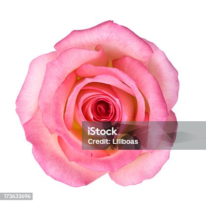 istock Isolated Light Pink Rose 173633696