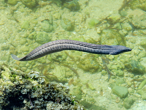 A large moral eel in a rock pool in the Indian Ocean.