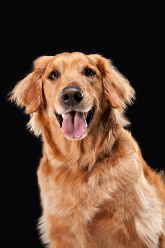 A beautiful adult male Golden retriever dog shot in a studio setting.PLEASE CLICK HERE FOR PICTURES OF MORE DOGS
