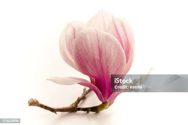 Magnolia Grandiflora - Fotografias de stock e mais imagens de Magnólia - Magnólia, Figura para recortar, Primeiro plano