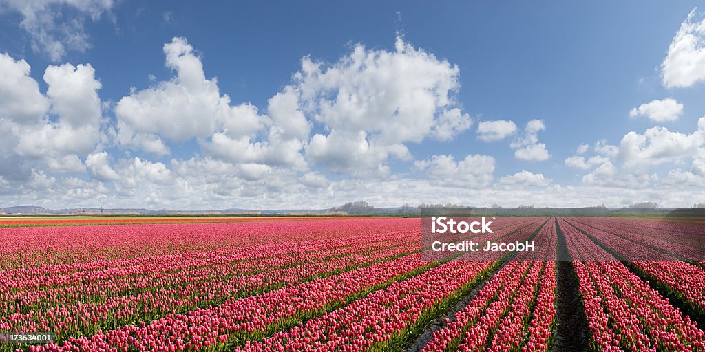 Paisagem de primavera - Foto de stock de Fazenda royalty-free