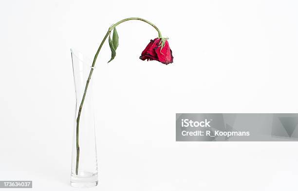 Sterben Gedämpftem Rosa Stockfoto und mehr Bilder von Verwelkt - Verwelkt, Blume, Herunterhängend