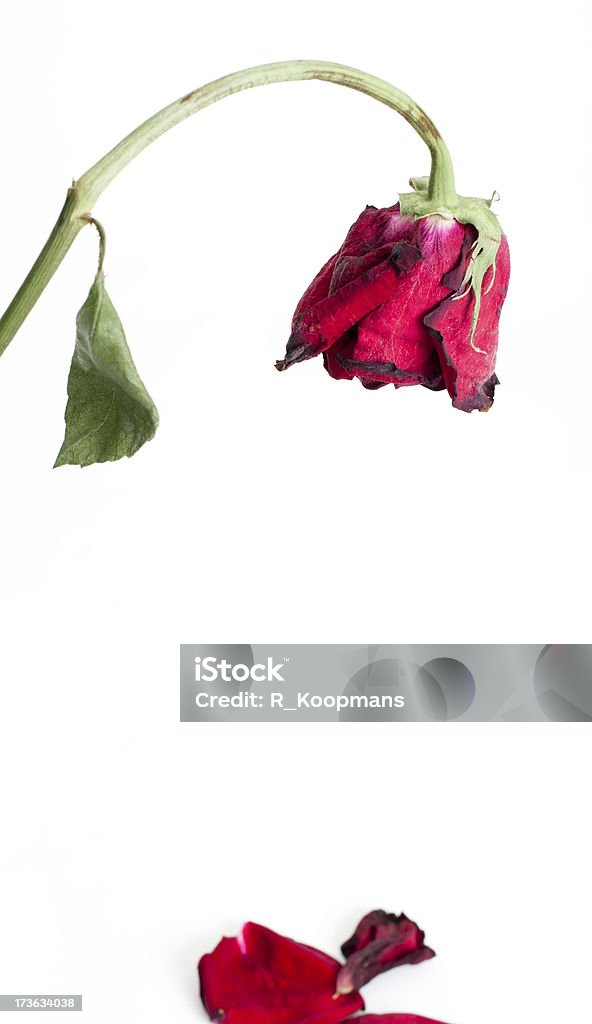 Dying rose, fallen petals "Dying rose, fallen petals" Drooping Stock Photo