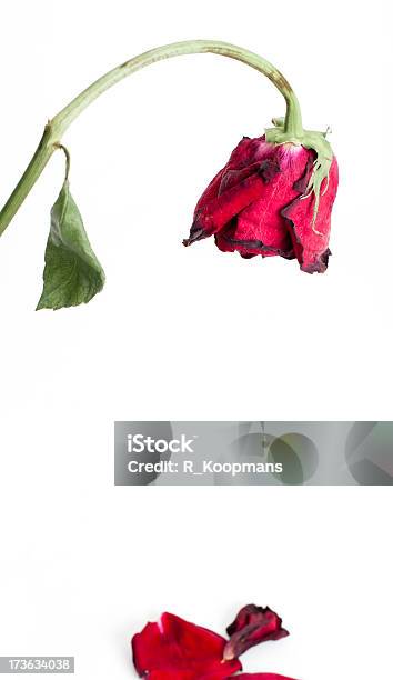 Dying Rose Fallen Petals Stock Photo - Download Image Now - Drooping, Flower, Abandoned