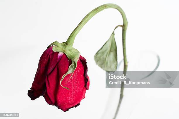 Wilted Rose - zdjęcia stockowe i więcej obrazów Kwiat - Roślina - Kwiat - Roślina, Zwisający, Bez ludzi