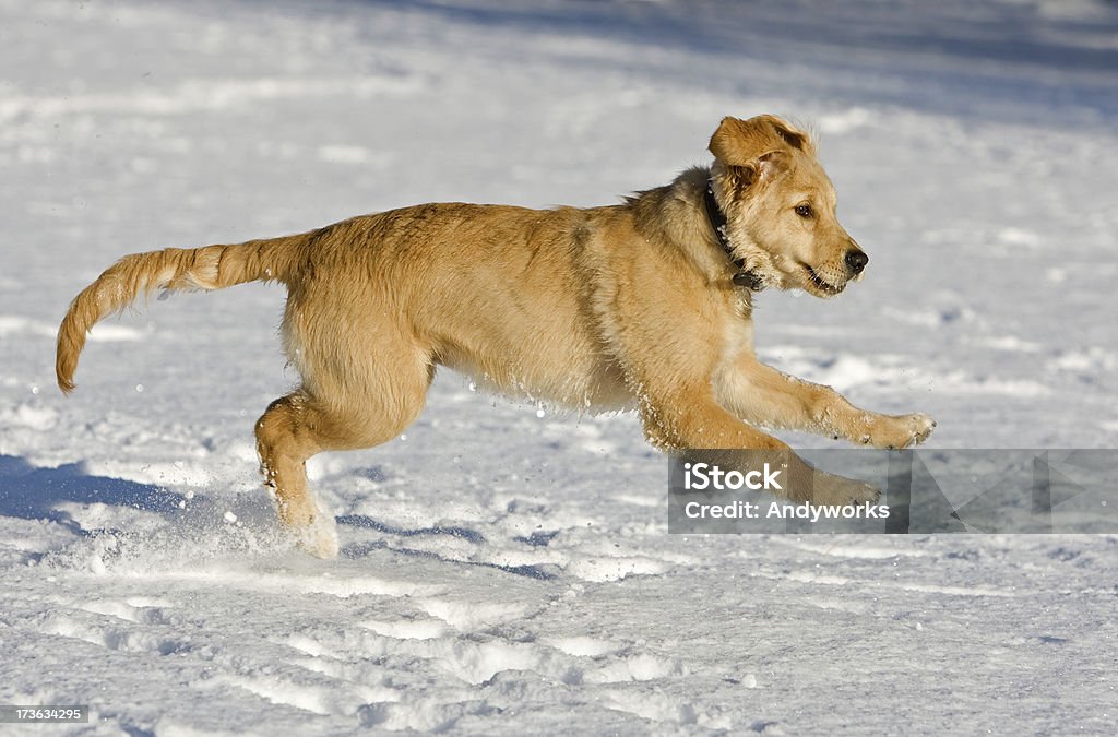 Golden Retriever Welpe springen - Lizenzfrei Aktivitäten und Sport Stock-Foto