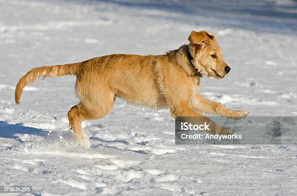 Golden Retriever Welpe Springen Stockfoto und mehr Bilder von Aktivitäten und Sport - Aktivitäten und Sport, Bewegung, Bewegungsunschärfe