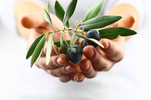 olive branch in der hand - buche samen stock-fotos und bilder