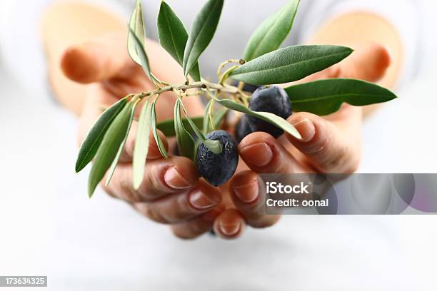 Olive Branch En La Mano Foto de stock y más banco de imágenes de Aceituna - Aceituna, Rama de olivo, Aceite para cocinar