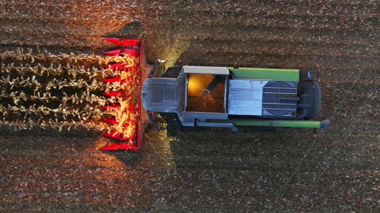 AERIAL Directly Above shot of Combine Harvester Harvesting Corn Crops on Field at Dusk, taken from Drone