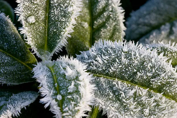 Thick crystals of Hoar Frost on leaves