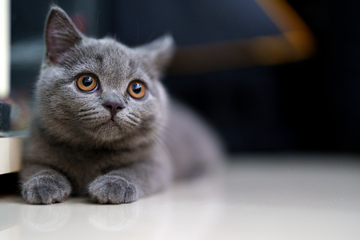 A curious grey, smoky-furred British kitten at home