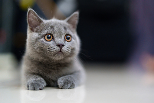 Yellow tabby kitten aged 4 weeks