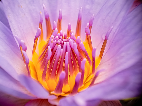 lotus flowers in bright and beautiful colors in natural beauty.Close up