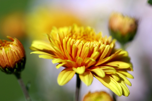 Closeup of a yellow colored michaelmas daisy.Please see more flower pictures from my Portfolio.Thank you!
