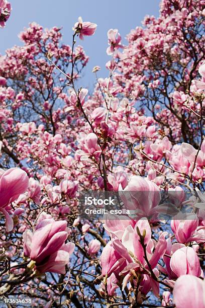 Magnolia - Fotografie stock e altre immagini di Albero - Albero, Composizione verticale, Fiore