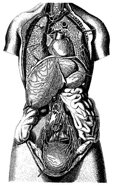 Human Body | Antique Medical Illustration "Medical illustration depicting human body. Published in Systematischer Bilder-Atlas zum Conversations-Lexikon, Ikonographische Encyklopaedie der Wissenschaften und Kuenste (Brockhaus, Leipzig) in 1844. Photo by N.Staykov (2008)CLICK ON THE LINKS BELOW FOR MORE IMAGES LIKE THIS ONE:" clip art of a diagram of human lungs stock illustrations
